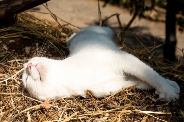 Açık havada uyuyan beyaz kedi. Evcil hayvanlar samanlıkta güneşlenirler. Boş zaman konsepti. Çiftlikteki evcil hayvan. Güneş yanığı. Uzayı kopyala Vahşi kediler. Özgürlük ve bağımsızlık. Tatil ve tatil. 