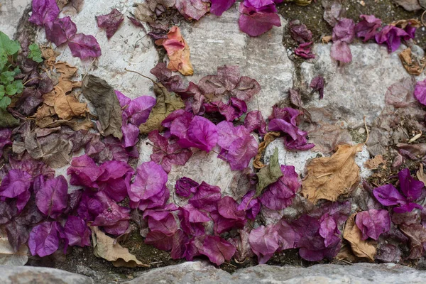 Gri kaldırımda mor taç yaprakları var. Arkaplan ve duvar kağıdı resmi. Sonbahar ve yaşlılık filmi. Uzayı kopyala Çiçek tasarımı ve hasat. Yaprak şehre düşer. Kartpostal Aşk ve düğün