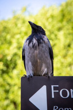 İşaret üzerine karga, gri ve siyah kapüşonlu karga park alanının ortasında sabah ışıklarıyla levha direğine tünemişti.