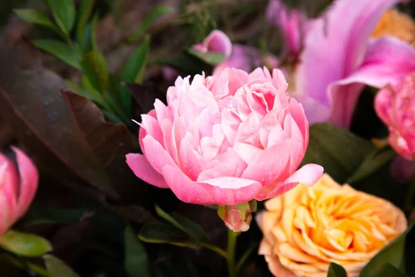 yumuşak şakayıklar canlı güllerle, alacakaranlık hafif şakayık ve portakal gülleri yemyeşil yaprakların arasında