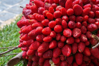 Kapalı makro fotoğraf sergilenen parlak kırmızı meyveler desenli yüzeyler ve tohum uçları