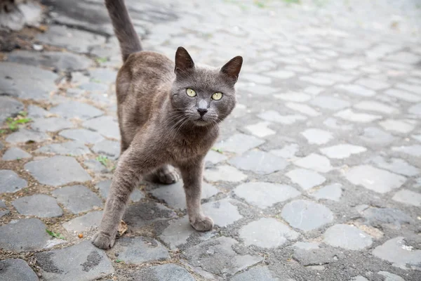 Etrafını dikkatlice tarayan gri kediciğe dikkat et. Gri kedi dikkatli bir şekilde etrafını gözlüyor.
