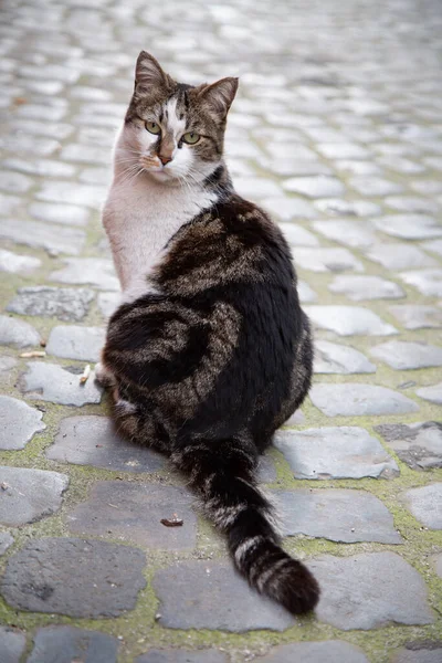 Tekir kedi kaldırımda oturuyor, uzun kıvrımlı kuyruk ve dikkatli bakış, güneşli kaldırımda rahat duruş, klasik şehir manzarası