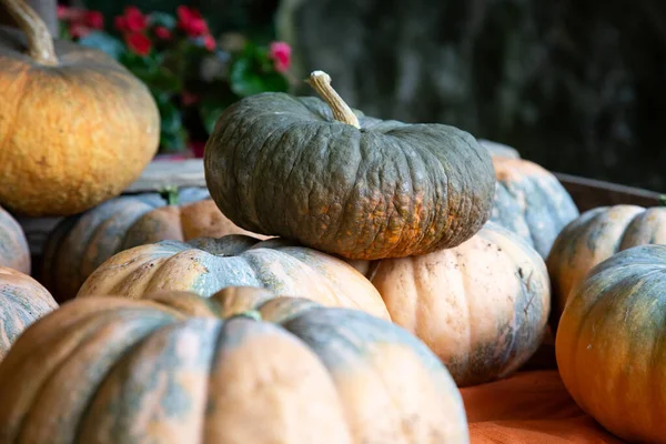 Portakal rengi kumaş üzerinde istiflenmiş balkabakları, bulanık yapraklı arka plan, yumuşak akşam ışığı ve benekli dokular, katmanlı