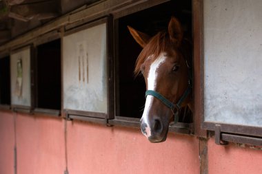 Kestane atın ahırdan dikizlemesi, yeşil halter, yumuşak güneş ışığı, sakin ifade, kırsal ahır içi, desenli yele