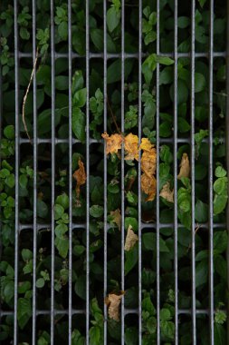 Metal ızgaranın altına sıkışan sonbahar yaprakları yeşil yaprakları ve geometrik olarak dağılmış sarı yaprakları ortaya çıkarıyor.