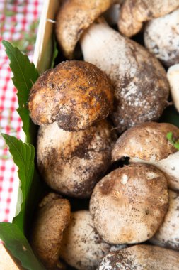 Sepette taze porcini mantarları, kırmızı pamuklu kumaş, çiğ ve topraksı keplerle hazırlanmış sade yiyecek hasadı.