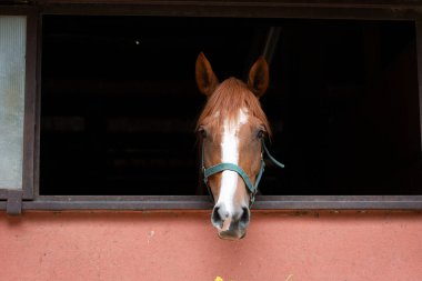 Ön at portresi durağan pencere, simetrik bileşim, yeşil halter kontrastı, durgun ileri bakış, temiz bakış
