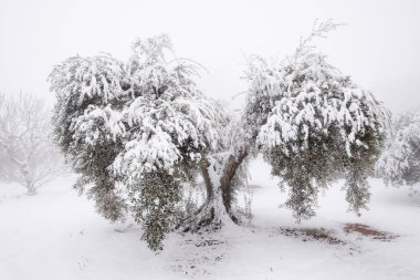 Büyük, eski bir zeytin ağacının, iklim değişikliği konsepti olan kalın kar tabakasıyla kaplı olağandışı bir görüntüsü. İspanya, Extremadura