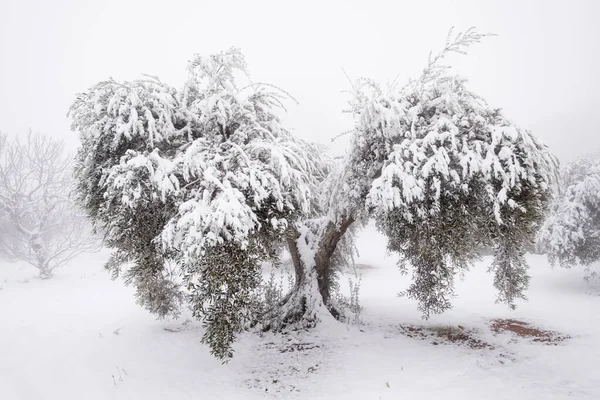 Büyük, eski bir zeytin ağacının, iklim değişikliği konsepti olan kalın kar tabakasıyla kaplı olağandışı bir görüntüsü. İspanya, Extremadura