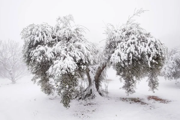 Een Ongewoon Beeld Van Een Grote Oude Olijfboom Bedekt Met — Stockfoto