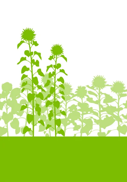 Girasoles campo vector fondo ecología concepto verde — Archivo Imágenes Vectoriales