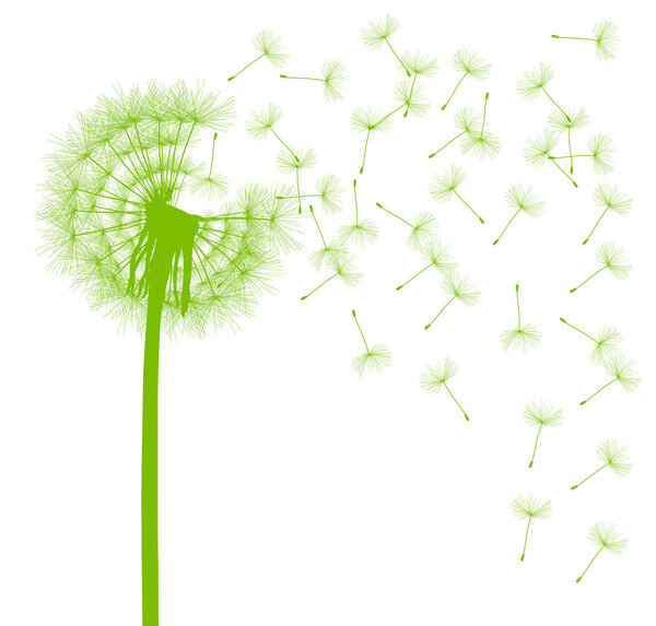 Dandelion seeds blowing away green ecology and time passing conc