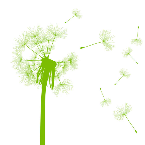 Dandelion seeds blowing away green ecology and time passing conc
