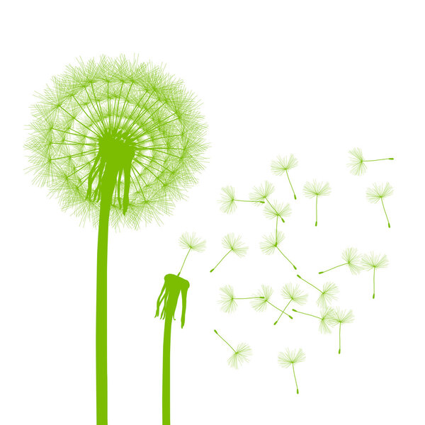 Dandelion seeds blowing away green ecology and time passing conc