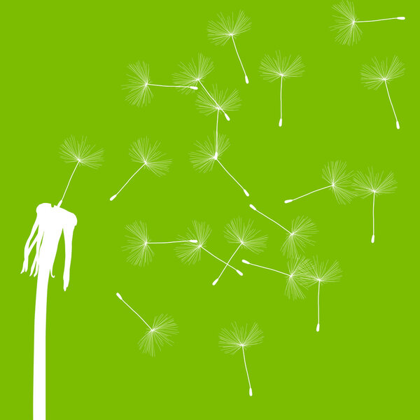 Dandelion seeds blowing away green ecology and time passing conc