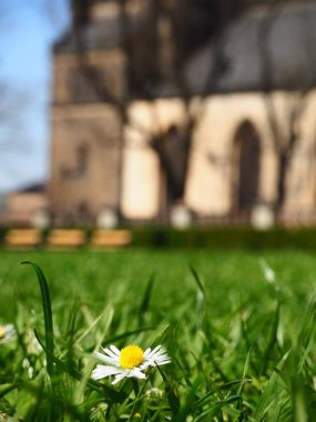 Çimenlikteki tek bir papatya çiçeği bulanık bir kilisedir.