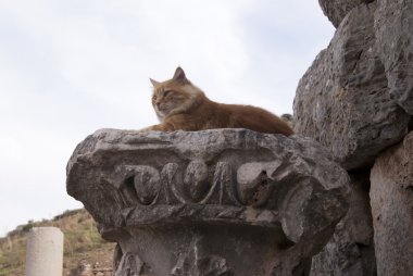 Sütun üzerinde kırmızı bir kedi