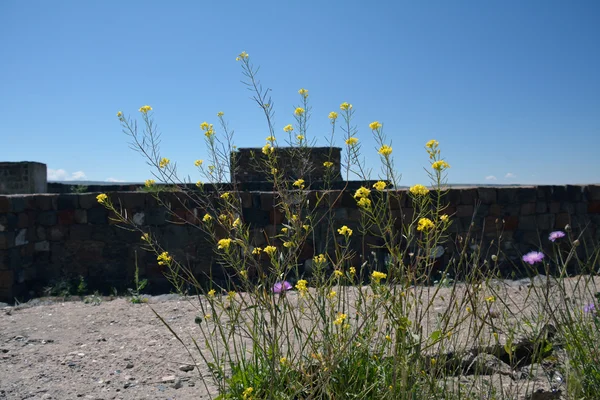 Mury twierdzy Erebinu, Erewan, z kwiatami w — Zdjęcie stockowe