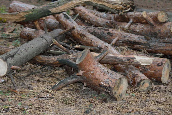 Pine logs op de grond — Stockfoto