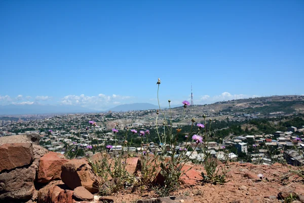 Kantaron çiçeği Erebuni, Ermenistan'ın harabeye içinde — Stok fotoğraf