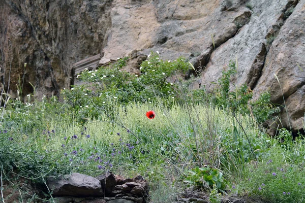 Ricca vegetazione apline in montagna in Armenia — Foto Stock