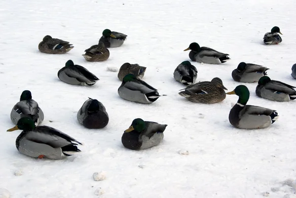 Patos descansando sobre hielo — Foto de Stock