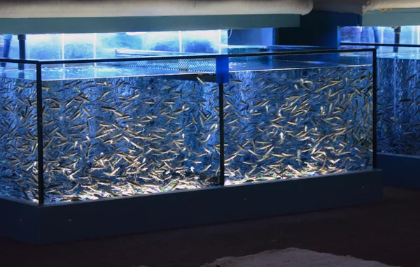 Aquariums with fish used for pedicure — Stock Photo, Image