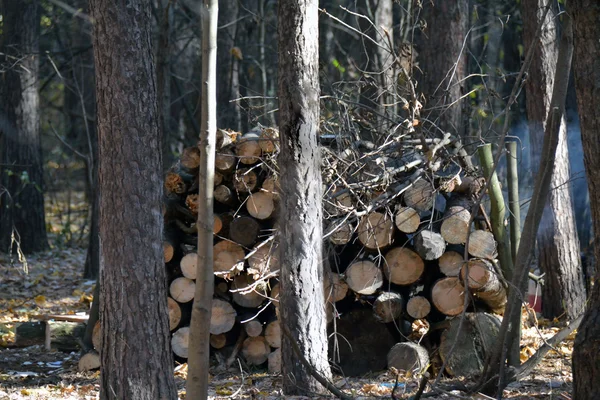 Grande pilha de troncos de corte fresco — Fotografia de Stock