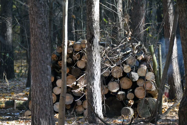 Grote stapel van vers gesneden logs — Stockfoto