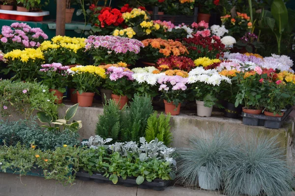 Diferentes plantas y flores en el mercado — Foto de Stock