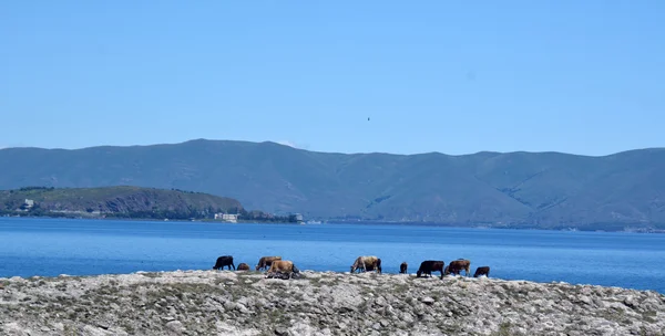 セバン湖岸に食む牛たちと ロイヤリティフリーのストック画像