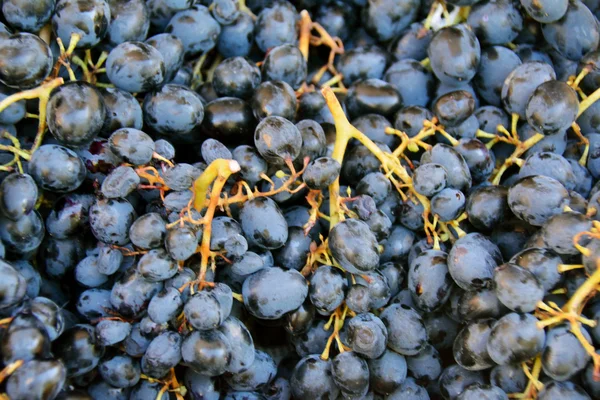 Maturare uva scura come sfondo — Foto Stock