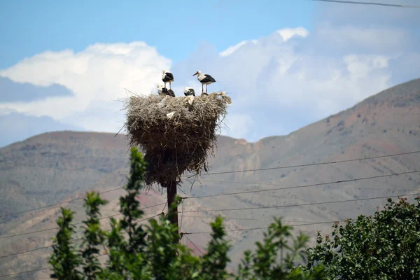 Vier ooievaars in een nest — Stockfoto