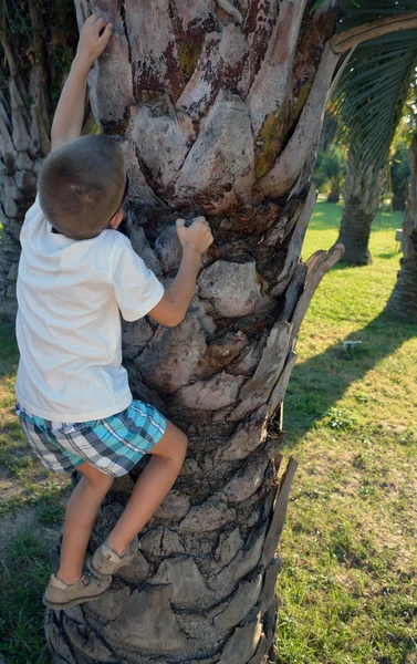 Boy climbing the palm — Stock Photo, Image