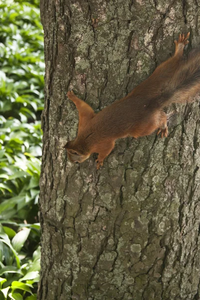 Pequeña ardilla en el árbol comiendo nueces — Foto de Stock
