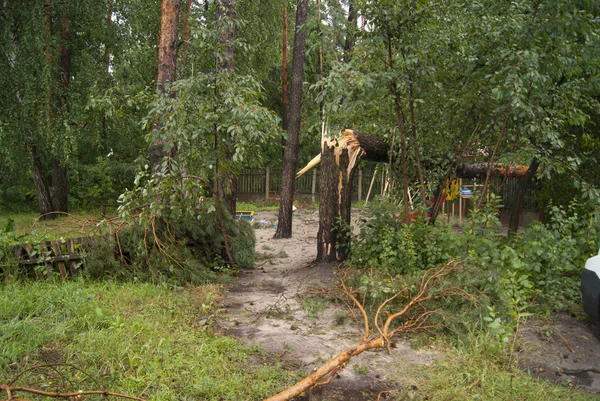 飓风过后的树枝和树木 — 图库照片