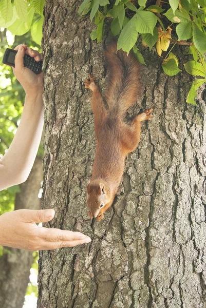 Ardilla en la corteza del árbol — Foto de Stock