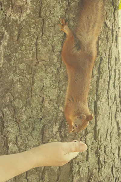 Ardilla comiendo de la mano — Foto de Stock