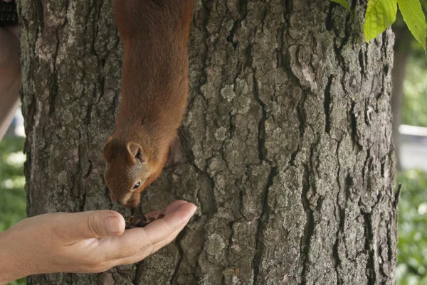 Pequeña ardilla en un árbol comiendo de la mano — Foto de Stock