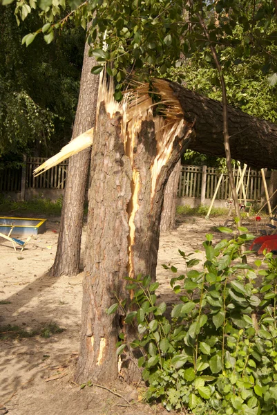 Дерево после урагана — стоковое фото