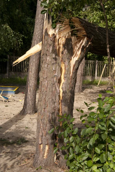 Pine boomstam na de orkaan — Stockfoto