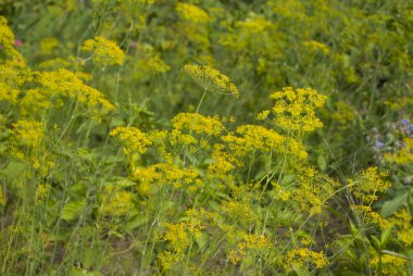 Büyüyen yeşil dereotu 