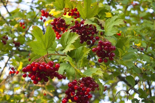 Olgun arrowwood dalı