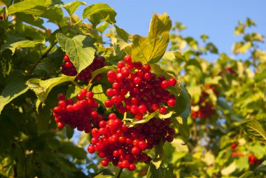 Kırmızı olgun arrowwood berried 