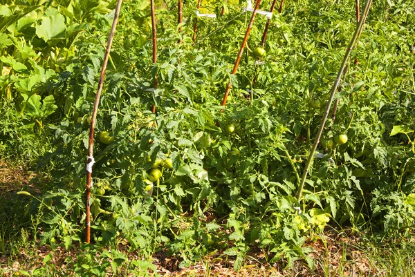 Tomates verdes — Foto de Stock