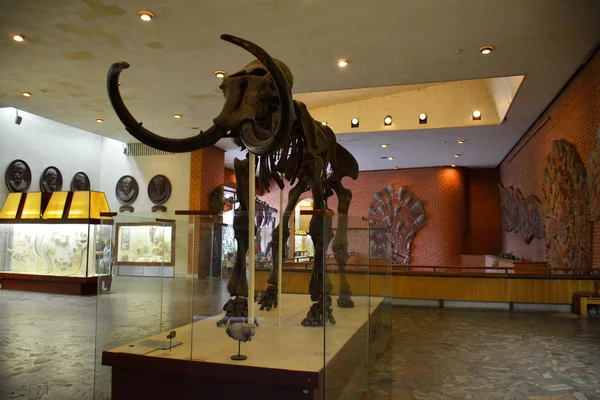 MOSCOW, RUSSIA: 06.09.2015 - Skeleton of the mammoth in the hall — Stock Photo, Image