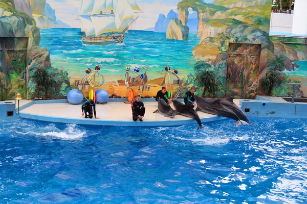 СОЧИ, РОССИЯ: 28.09.2014 - шоу в дельфинарии, с дельфином — стоковое фото