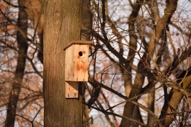 Ağaç gövdesi üzerinde ahşap kuş yuvası