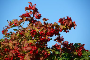 Dalları ile ok ahşap